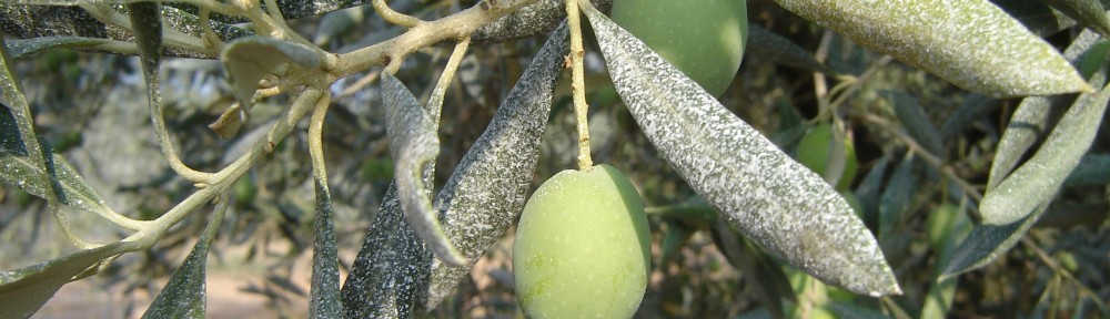 Olivarbo - Argile sur olives
