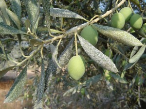 Olivarbo - Argile sur olives