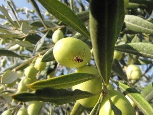 Olivarbo - La mouche de l'olive