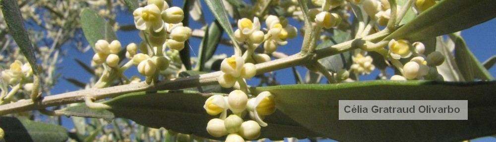 Olivarbo - Floraison olivier