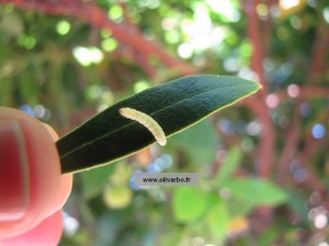 larve de teigne de l'olivier sur une feuille