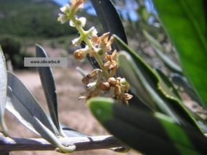 Dégâts de la teigne de l'olivier sur une inflorescence