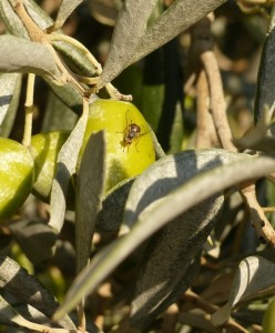 mouche de l'olive