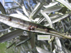 cochenille-noire