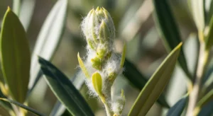 Amas cotonneux blanc sur jeune pousse d'olivier