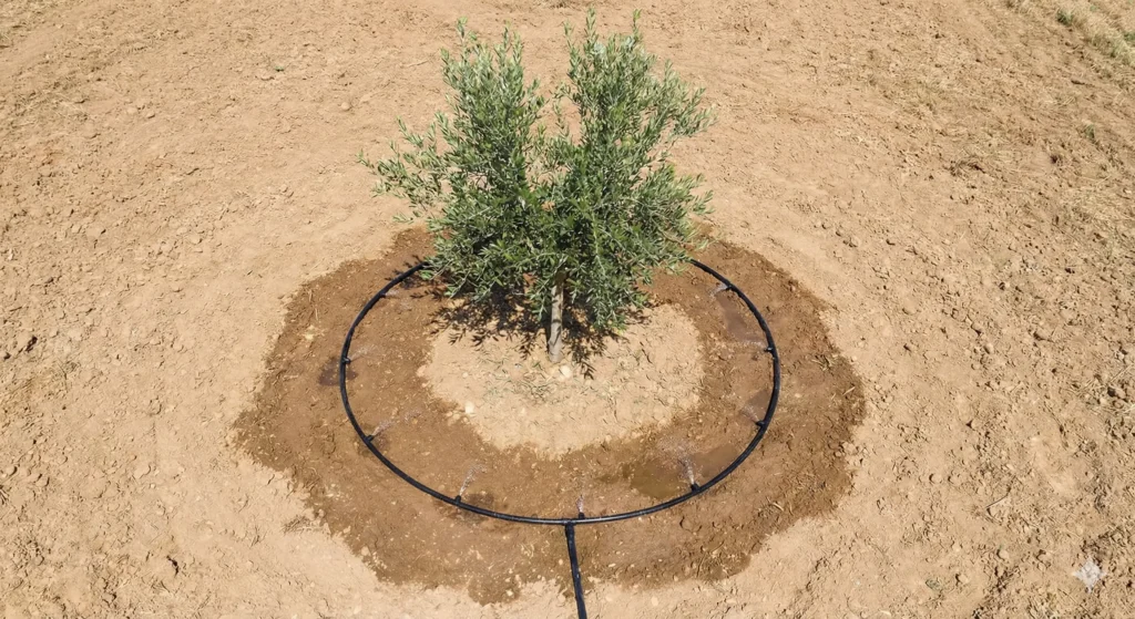 Irrigation et arrosage de l'olivier : quand, combien, comment 2 Système de goute à goutte