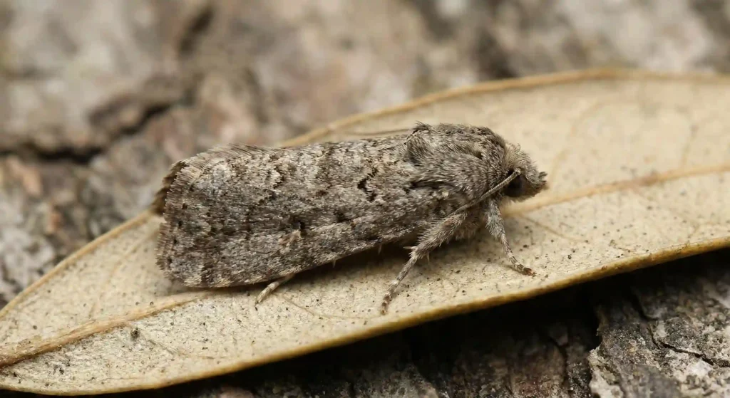 Le papillon de la pyrale