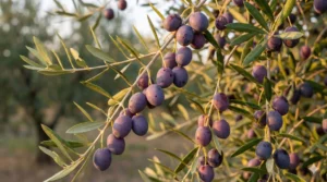 Olives mûres avec symptômes