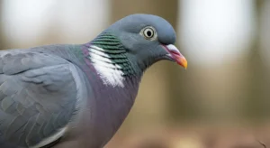 Pigeon ramier adulte