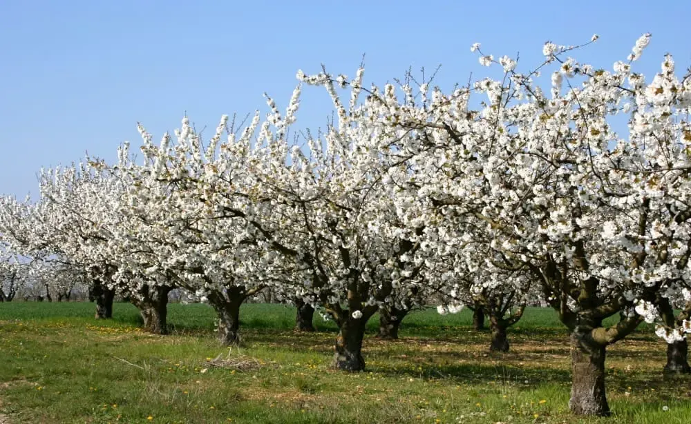 Tailleuse arboricole ou taille manuelle : ce que la mécanisation change vraiment 1 Rangs d'arbres fruitiers en pleine floraison blanche dans un verger au printemps