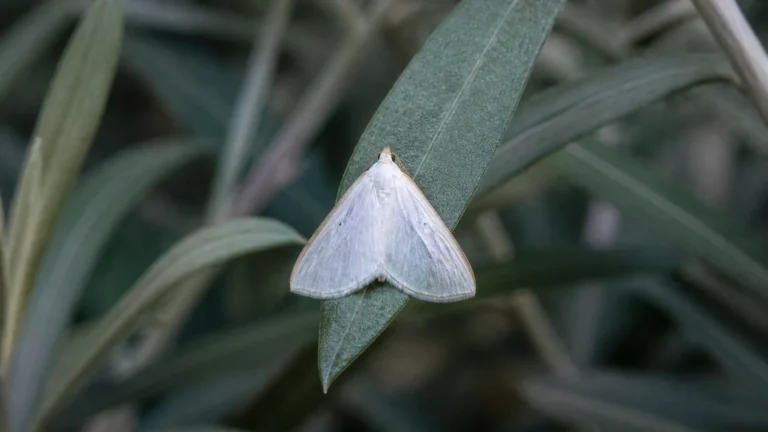 Pyrale du jasmin au repos sur une feuille d'olivier